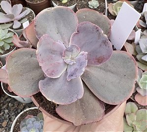 E. GIBB. PURPLE CHAMPAGNE POTE 9