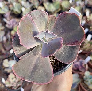 E. GIBB. PURPLE CHAMPAGNE POTE 11