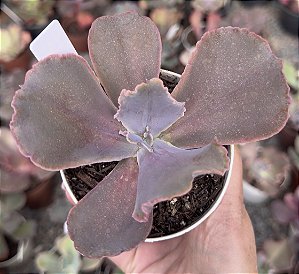 E. GIBB. PURPLE CHAMPAGNE POTE 9
