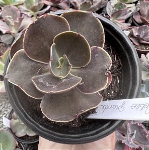 E. GIBB. RÓSEO GRANDE POTE 11