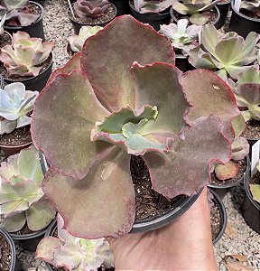 E. GIBB. GLADIS VERRUGAS POTE 11