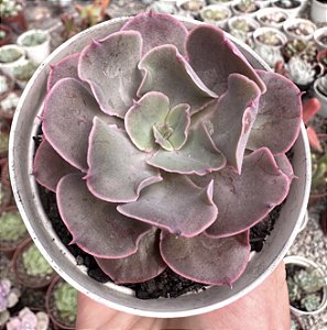 E. PAINTED PURPLE POTE 9