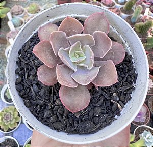 E. PAINTED PURPLE POTE 9
