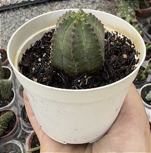 EUPHORBIA GLOBOSA POTE 9