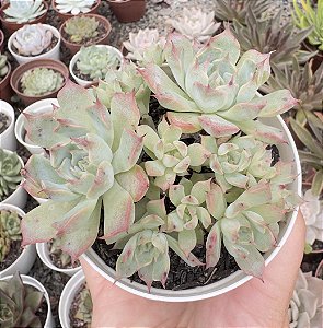 E. HALBINGERI SAN JOAQUIM (COLÔNIA) POTE 9