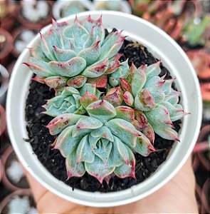 E. HALBINGERI SAN JOAQUIM (COLÔNIA) POTE 9