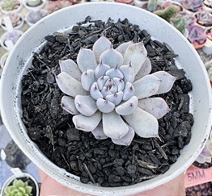 E. CUSPIDATA GEMOLA (PEQUENA) POTE 9