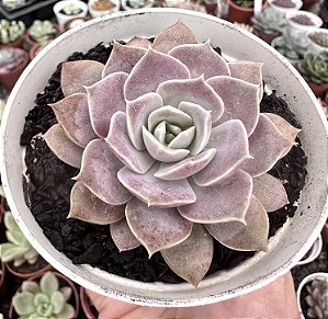 E. DIFRACTENS KOREAN  POTE 9