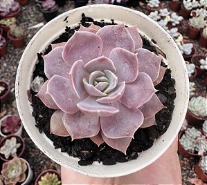 E. DIFRACTENS KOREAN POTE 9