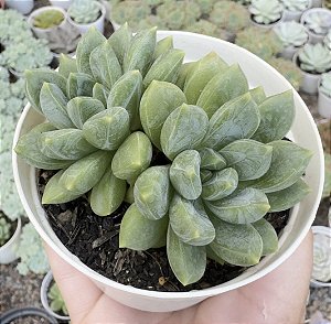 PACHY. ZOONEY POTE 9