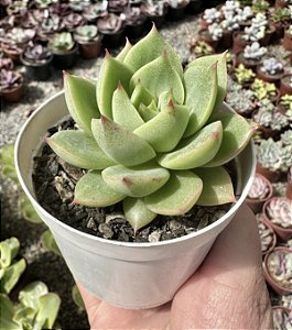 E. AKSU POTE 9