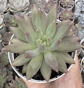 P. ANGEL FINGER POTE 9