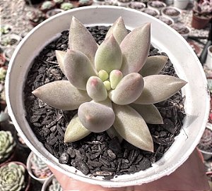 P. ANGEL FINGER POTE 9