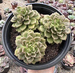 E. ARIGIE COLÔNIA CUIA 17