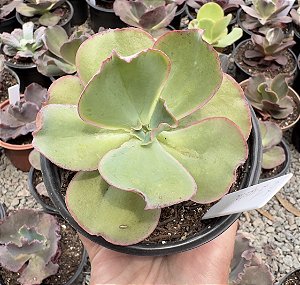 E. GIBB. ZIPORA POTE 11