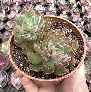 E. HB. QUERÊNCIA POTE 9