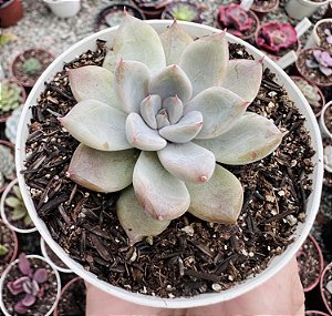 E. AYLLA POTE 9