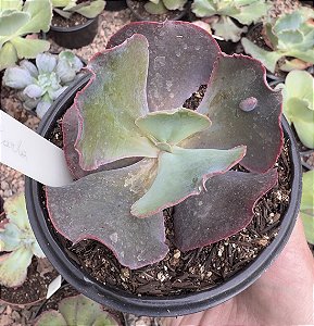 E. GIBB. CARLA POTE 9