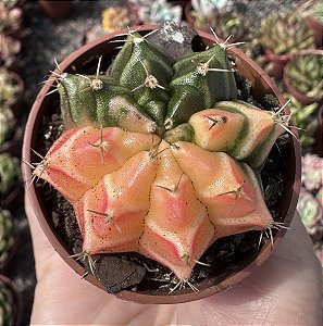 GYMNOCALYCIUM MIHANOVICHII (2) POTE 6