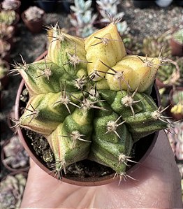 GYMNOCALYCIUM MIHANOVICHII (4) POTE 6