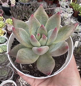 E. SEVEN NIGHTS POTE 9