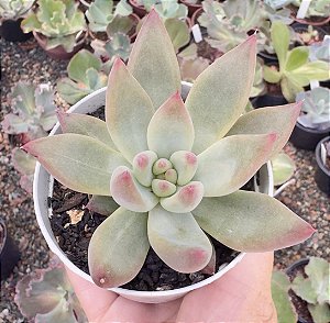 E. SEVEN NIGHTS POTE 9