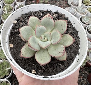 E. COCOA BLOOM POTE 9