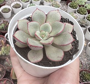 E. COCOA BLOOM POTE 9