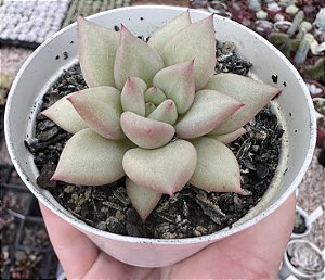 E. VAN KEPPEL POTE 9