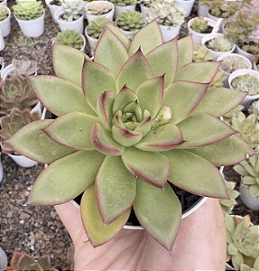 E. AGAVOIDES DIAMOND HEART POTE 9