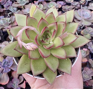 E. AGAVOIDES DIAMOND HEART POTE 9