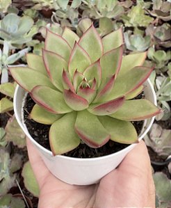 E. AGAVOIDES DIAMONT HEART POTE 9