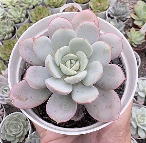 E. SUBCORYMBOSA LAU 26