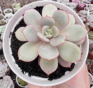 E. SUBCORYMBOSA LAU 26