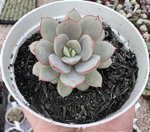 E. SUBCORYMBOSA LAU 26