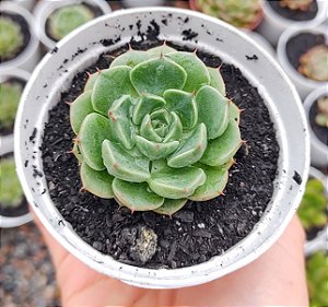 E. BLUSH MIND POTE 9