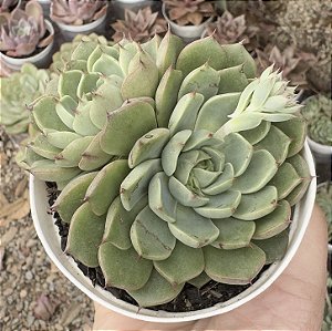 E. LITTLE LEMON POTE 9