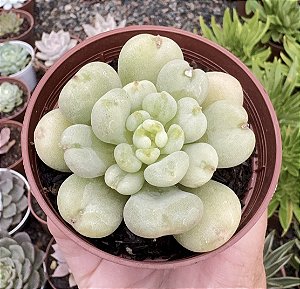 E. BILL GATES POTE 9