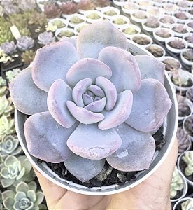 E. LUANA POTE 9