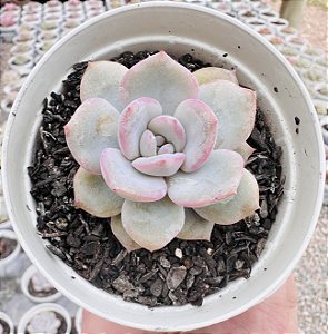 E. LUANA POTE 9