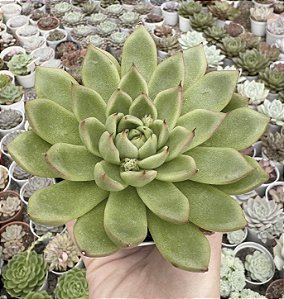 E. RUBY TIP POTE 9