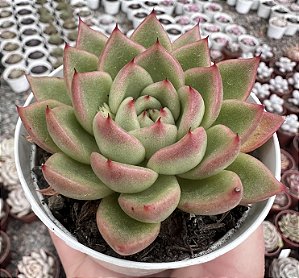 E. RUBY TIP POTE 9