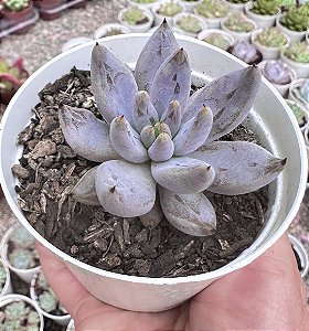 E. UNGUICULATA POTE 9