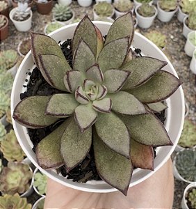 E. VENON NOIR POTE 9
