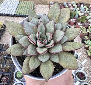 E. VENON NOIR POTE 9