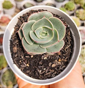 E. ENRIQUETA (EMITE CARÚNCULAS) POTE 9