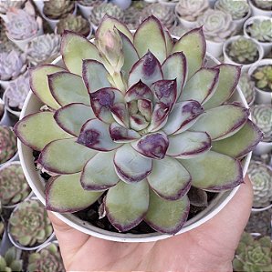 E. PULIDONIS CHRISTMAS BUMPS (CARÚNCULAS) POTE 9