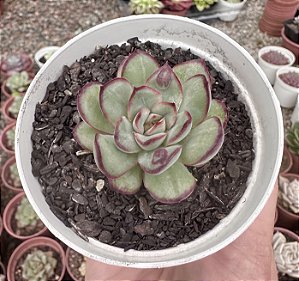 E. PULIDONIS CHRISTMAS BUMPS (CARÚNCULAS) POTE 9