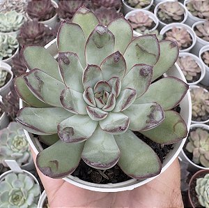 E. PULIDONIS CHRISTMAS BUMPS (CARÚNCULAS) POTE 9