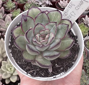 E. PULIDONIS CHRISTMAS BUMPS (CARÚNCULAS) POTE 9